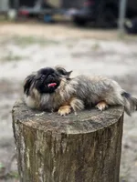 Rolex , a male Pekingese for sale in Conroe, TX – 4 of 9