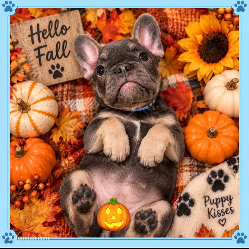 Mr Spot  – French Bulldog puppy for sale in Conroe, TX