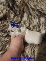 Reserved, a male Pekingese for sale in Conroe, TX – Photo 8 of 10