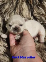 Reserved, a male Pekingese for sale in Conroe, TX – Photo 4 of 10