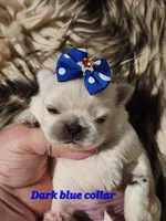 Reserved, a male Pekingese for sale in Conroe, TX – Photo 6 of 10