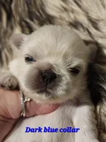 Reserved, a male Pekingese for sale in Conroe, TX – Photo 7 of 10