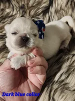 Reserved, a male Pekingese for sale in Conroe, TX – Photo 3 of 10