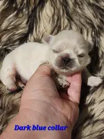 Reserved, a male Pekingese for sale in Conroe, TX – Photo 5 of 10