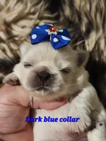 Reserved, a male Pekingese for sale in Conroe, TX – Photo 1 of 10