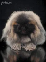 Reserved, a male Pekingese for sale in Conroe, TX – Photo 9 of 10