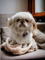 Reserved, a male Pekingese for sale in Conroe, TX – Photo 10 of 10