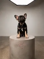 Rose , a female French Bulldog for sale in Conroe, TX – 2 of 2