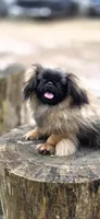 Rolex , a male Pekingese for sale in Conroe, TX – 5 of 9