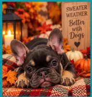 Mr Spot , a male French Bulldog for sale in Conroe, TX – 4 of 5
