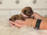 Pink collar girl, a female Pekingese for sale in Conroe, TX – Photo 8 of 10