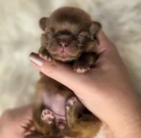 Pink collar girl, a female Pekingese for sale in Conroe, TX – Photo 1 of 10