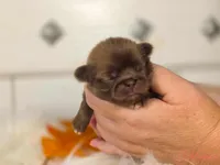 Pink collar girl, a female Pekingese for sale in Conroe, TX – Photo 10 of 10