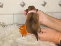 Pink collar girl, a female Pekingese for sale in Conroe, TX – Photo 7 of 10