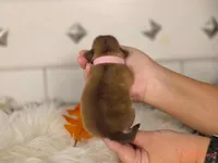 Pink collar girl, a female Pekingese for sale in Conroe, TX – Photo 9 of 10