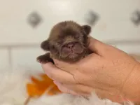 Pink collar girl, a female Pekingese for sale in Conroe, TX – Photo 5 of 10