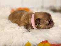 Pink collar girl, a female Pekingese for sale in Conroe, TX – Photo 2 of 10