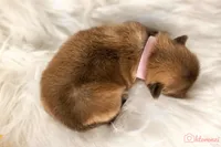 Pink collar girl, a female Pekingese for sale in Conroe, TX – Photo 4 of 10