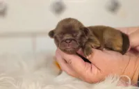 Pink collar girl, a female Pekingese for sale in Conroe, TX – Photo 6 of 10