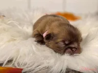 Pink collar girl, a female Pekingese for sale in Conroe, TX – Photo 3 of 10