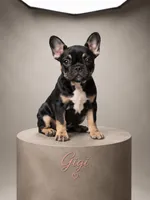 Gigi, a female French Bulldog for sale in Conroe, TX – 2 of 2