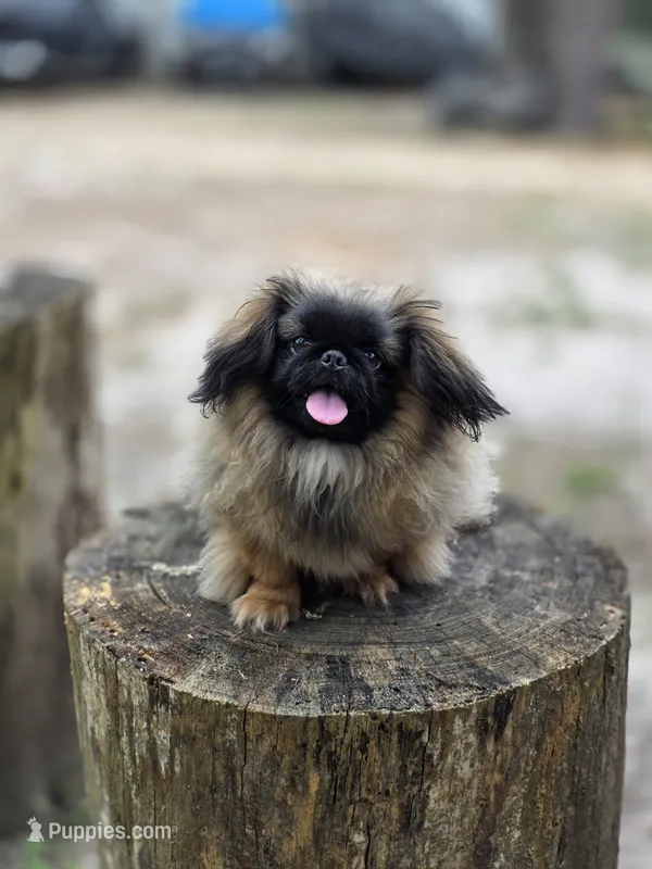 Rolex  – Pekingese puppy for sale in Conroe, TX