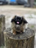 Rolex , a male Pekingese for sale in Conroe, TX – 1 of 9