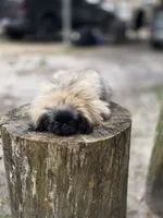 Rolex , a male Pekingese for sale in Conroe, TX – 3 of 9