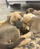 Kiyo, a male Belgian Malinois and German Shepherd Dog for sale in Twin Falls, ID – Photo 3 of 3