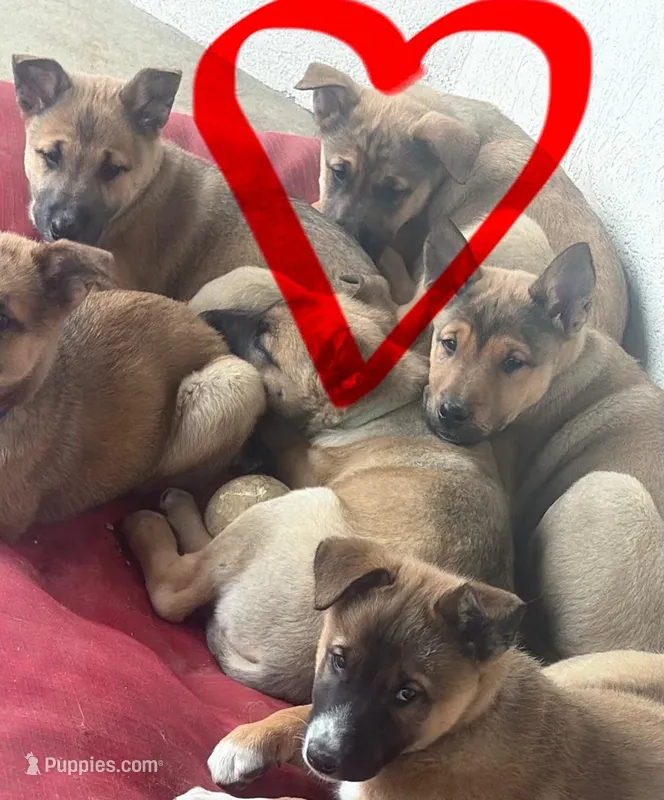 Jabari, a male Belgian Malinois and German Shepherd Dog for sale in Twin Falls, ID – Photo 1 of 3