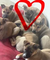 Jabari, a male Belgian Malinois and German Shepherd Dog for sale in Twin Falls, ID – Photo 1 of 3