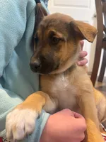 Jabari, a male Belgian Malinois and German Shepherd Dog for sale in Twin Falls, ID – Photo 2 of 3