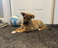 Jabari, a male Belgian Malinois and German Shepherd Dog for sale in Twin Falls, ID – Photo 3 of 3