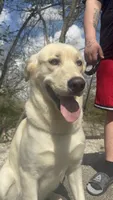 Smokey , a male Siberian Husky and Labrador Retriever for sale in Crawfordsville, IN – 2 of 2