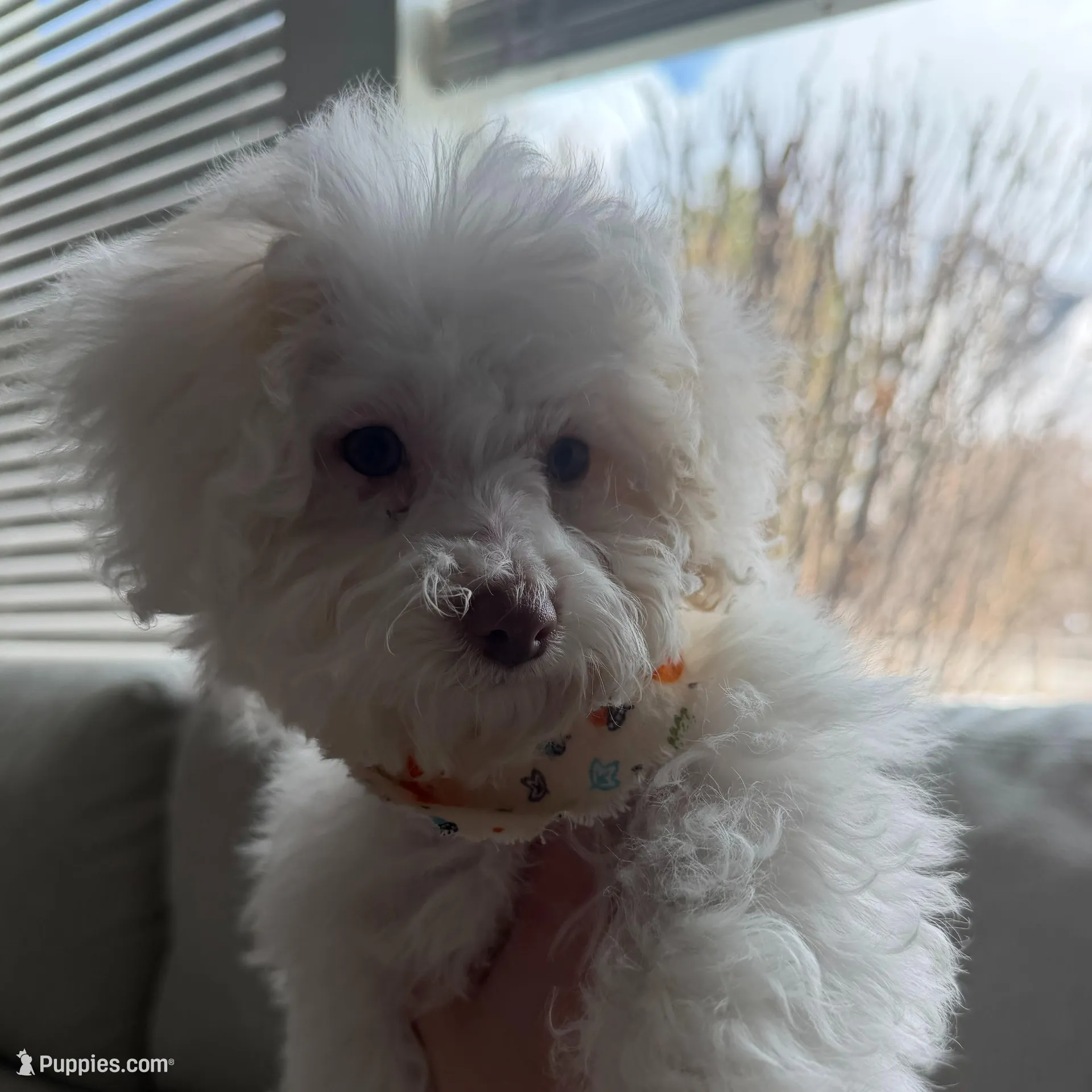 Eggnog, a female Maltipoo and Poodle - Toy  for sale in Alpine, UT – Photo 2 of 2