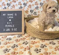 Lana, a female Maltipoo for sale in Crest Hill, IL – 1 of 2