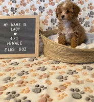 Lacy, a female Maltipoo for sale in Crest Hill, IL – 2 of 2