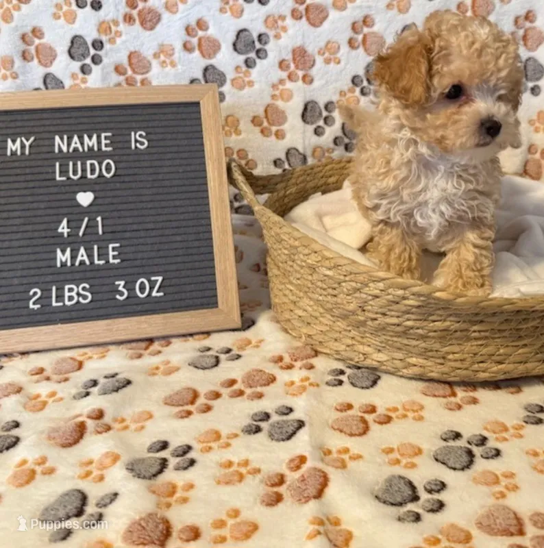 Ludo – Maltipoo puppy for sale in Crest Hill, IL