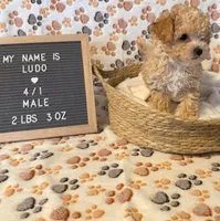 Ludo, a male Maltipoo for sale in Crest Hill, IL – 1 of 2