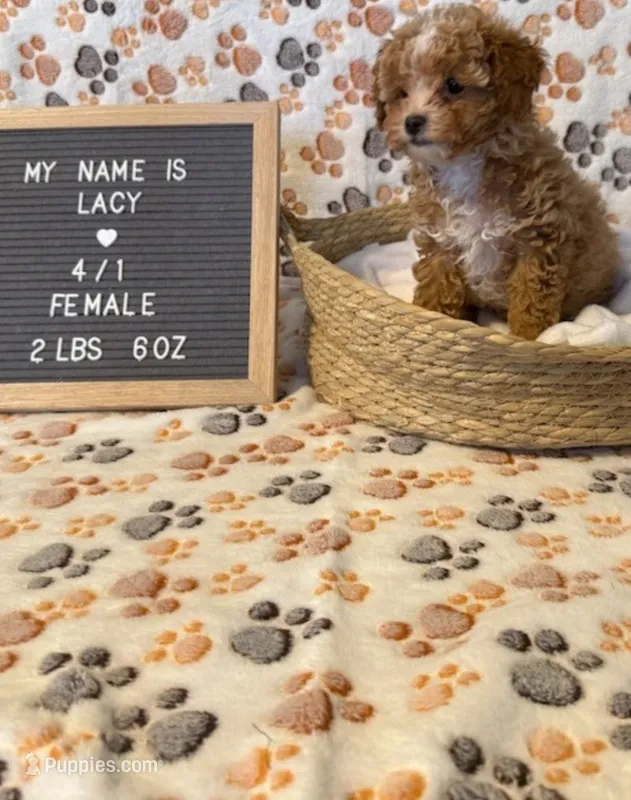 Lacy – Maltipoo puppy for sale in Crest Hill, IL
