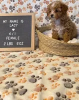 Lacy, a female Maltipoo for sale in Crest Hill, IL – 1 of 2