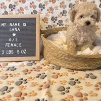 Lana, a female Maltipoo for sale in Crest Hill, IL – 2 of 2