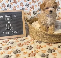 Ludo, a male Maltipoo for sale in Crest Hill, IL – 2 of 2