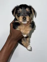 Teddy, a male Yorkshire Terrier for sale in Sanford, FL – 2 of 4
