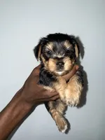 Chase, a male Yorkshire Terrier for sale in Sanford, FL – 3 of 3