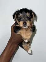 Teddy, a male Yorkshire Terrier for sale in Sanford, FL – 3 of 4