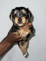 Chase, a male Yorkshire Terrier for sale in Sanford, FL – 2 of 3