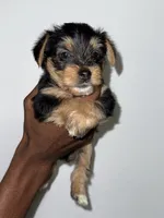 Teddy, a male Yorkshire Terrier for sale in Sanford, FL – 4 of 4