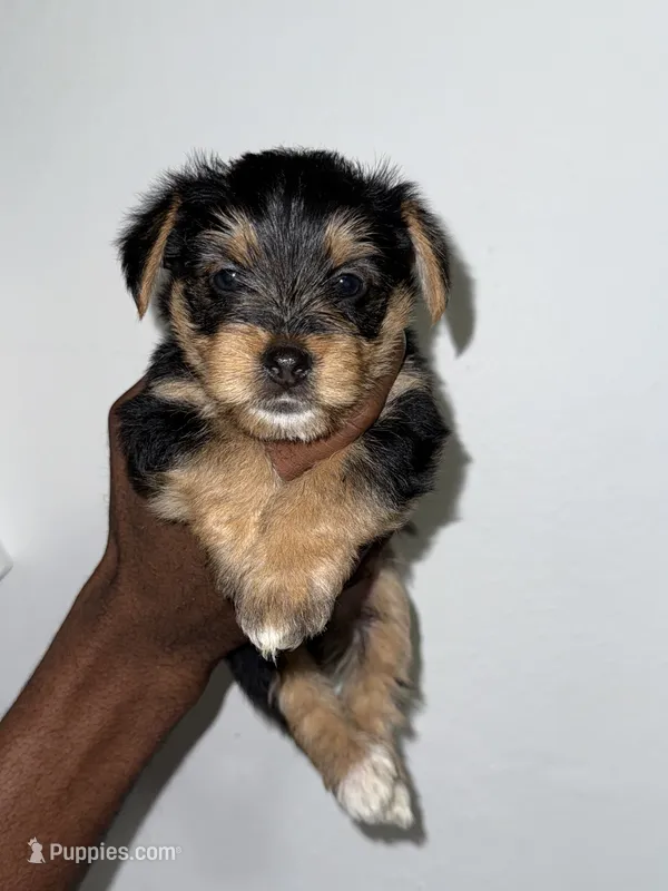 Teddy – Yorkshire Terrier puppy for sale in Sanford, FL