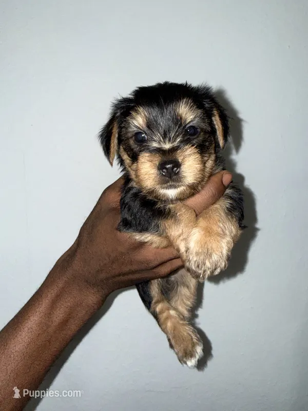 Chase – Yorkshire Terrier puppy for sale in Sanford, FL
